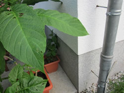 sockel-terrasse_apf